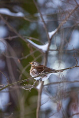 turdus pilaris bird sits on a branch in winter 