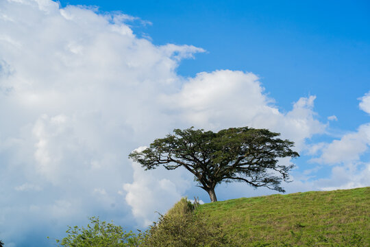 &Aacute;rbol solitario sobre colina verde bajo cielo azul con nubes voluminosas