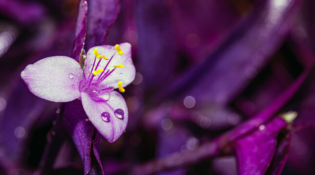 Purple tradescantia pallida Flower or purple heart flower macro with Yellow stamens and Bokeh