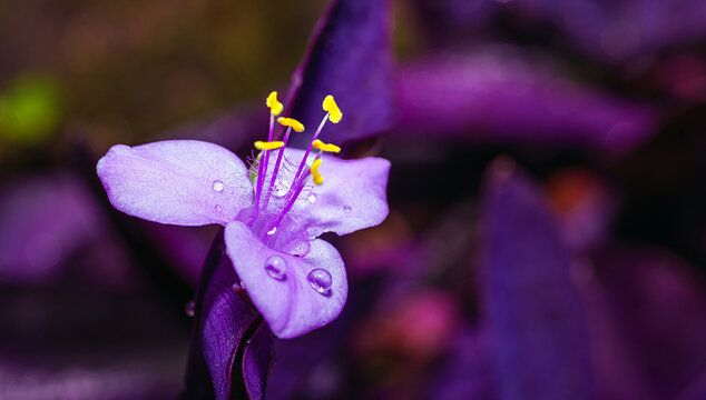 Purple tradescantia pallida Flower or purple heart flower macro with Yellow stamens and Bokeh