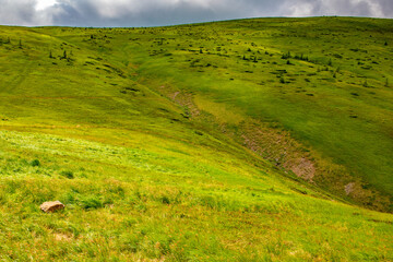 Mountains and valley covered with grass and flowers. Summer in Carpathians, Ukraine