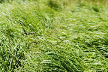 Green carpet of grass in the Carpathian Mountains, Ukraine