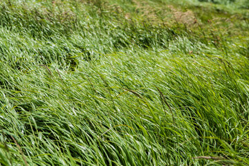 Green carpet of grass in the Carpathian Mountains, Ukraine
