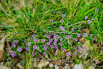 Thyme grows in the Carpathian Mountains, Ukraine