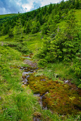 The stream flows in a picturesque valley of the Ukrainian Carpathians among grasses and pines