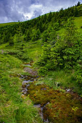 The stream flows in a picturesque valley of the Ukrainian Carpathians among grasses and pines