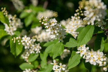 Bird cherry tree blooming with white flowers in spring