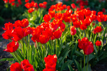 Red tulip flowers blooming in a spring garden