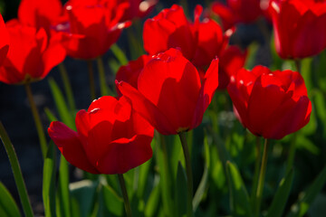 Red tulip flowers blooming in a spring garden