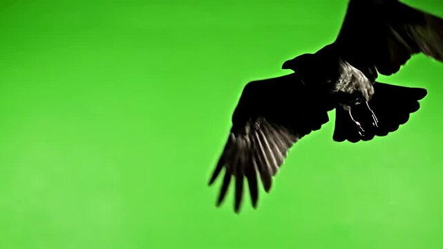 Green Screen black bird fly on top at background alpha channel bottom view scene 3 with distortion, overlay, glitch, static noise, scan lines background, 4k animated video loop