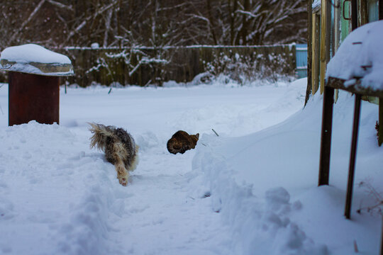Small shaggy dog is walking through a cleared snow path, approaching a brown tabby cat curled up near a snowdrift in a rural backyard during a cold winter day.