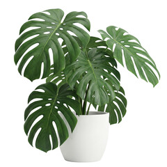Large monstera deliciosa plant in white pot on transparent background © BTG