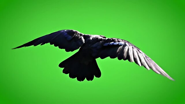 Green Screen black bird fly on top at background alpha channel bottom view scene 1 with distortion, overlay, glitch, static noise, scan lines background, 4k animated video loop