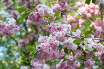 Blooming sakura branches with soft pink flowers