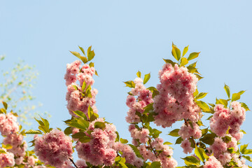 Blooming sakura branches with soft pink flowers