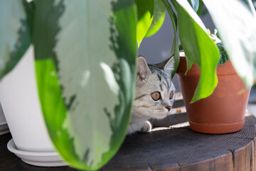 Gray tabby British kitten rests between houseplants on a wooden coffee table