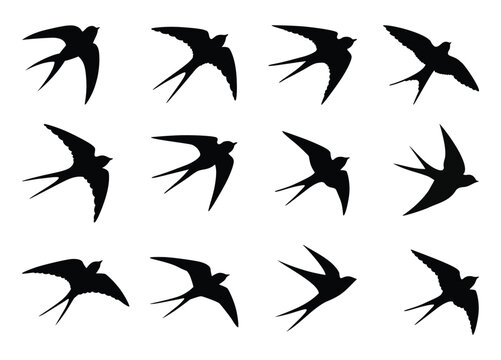 Swallow, martlet. Love letter birds with bows. Barn swallow flying, wings spread. Hirundo rustica on white background. Wildlife. Tattoo design set, wild animals, free