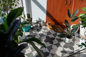 Two tabby cats gray and ginger rest and play between houseplants on a floor
