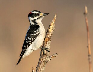 Obraz premium A medium-sized bird perches on a broken branch