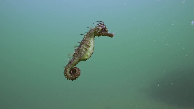 Close-up of beautiful Seahorse swimming in the water colum, Slow motion