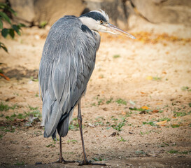 Graureiher am Seeufer
