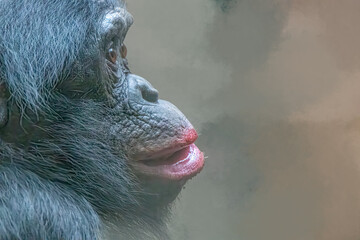 Chimpanzee Profile Portrait with Expressive Face and Soft Lighting with copy space © Ralph Lear