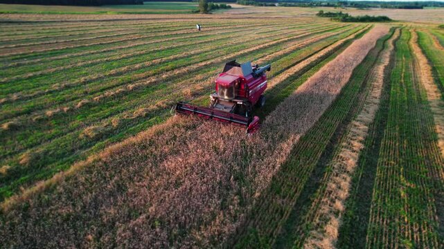 Combine harvests wheat agriculture, working in a field at sunset. Agriculture harvesting combine harvester. Food production, farming job agribusiness. Aerial view. 4k footage