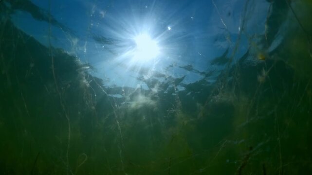 Camera moving forwards along the bottom in shallow water making its way through fluffy green algae, on blue sky background in the sun backlit (Contre-jour) Slow motion