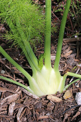 Obraz premium Florence fennel bulb in close up
