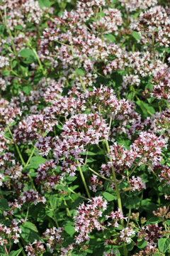 Pink wild marjorum herb flowers in close up