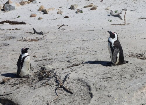 Pinguine am Strand, S&uuml;dafrika