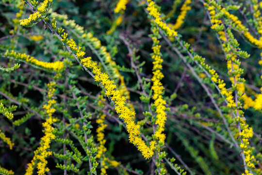 Yellow Solidago rugosa Fireworks flowers blooming in an autumn garden.