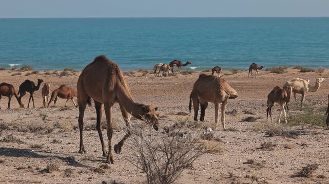 Dromedary camels, Camelus dromedarius walking along a sandy beach by the sea in their natural habitat, waves in background. Scenic wildlife, coastal desert travel. Dromedary in slow motion footage.