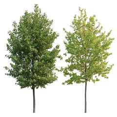 Fototapeta premium Two green trees isolated on transparent background, nature illustration, digital art