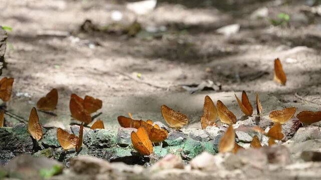 Enispe euthymius euthymius Beautifully colored butterflies feed on mineral salts on the rocks on the ground.