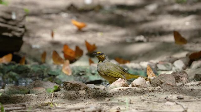 Stripe-throated bulbul in pond. Bird watching in natural habitats in the forest.
