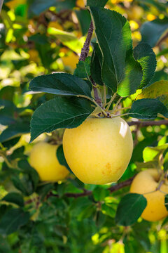 Delicious toki apples from Japanese orchards that are about to be harvested.