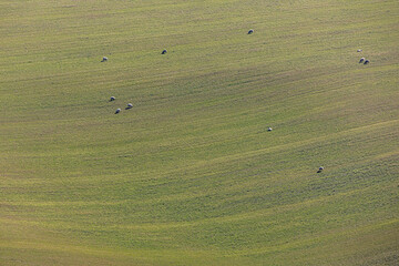 Looking down at sheep grazing on a Sussex hillside on a sunny spring day