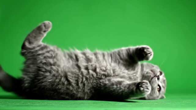 Green Screen funny little gray fold scottish kitten kitty playing on a background scene 4 with distortion, overlay, glitch, static noise, scan lines black background, 4k animated video loop