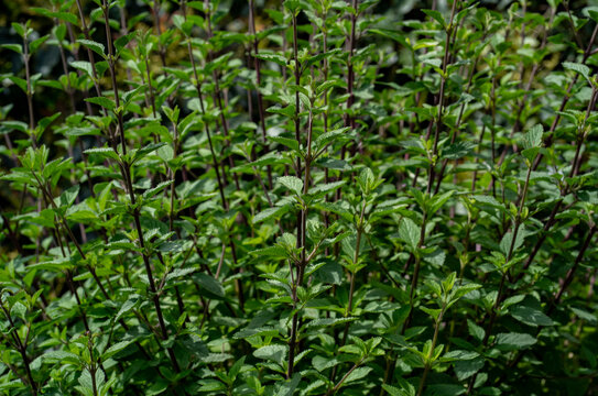 Plantaci&oacute;n densa de menta verde fresca con tallos morados en jard&iacute;n