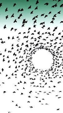 Green Screen a set of 7 footages flock crows isolated on white background silhouettes birds in motion far the sky nature pattern for design visual element compositing scene 4 with distortion, overlay