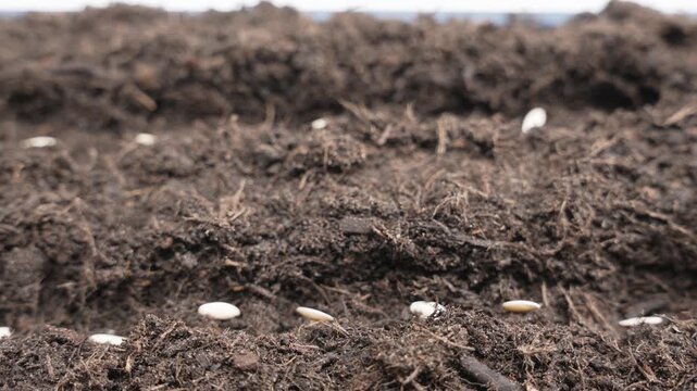 Macro footage of pale cucumber seeds rotating against dark soil background. Ideal for illustrating planting cycles and vegetable cultivation.