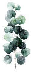 Watercolor illustration of a eucalyptus stem with round leaves in shades of green on black