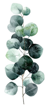 Watercolor illustration of a eucalyptus stem with round leaves in shades of green on black
