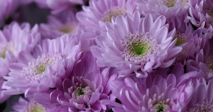 beautiful bush chrysanthemums gathered in large quantities in a bouquet for giving on holidays, a huge bouquet with bright, fresh and fragrant chrysanthemums