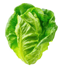 Fototapeta premium A round head of green lettuce sits on a plain white background. The lettuce has thick, ruffled leaves arranged in a loose spiral. This is a common vegetable used in salads and dishes.