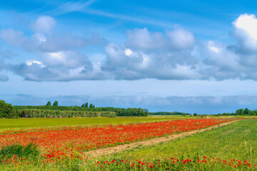 &Icirc;le de R&eacute; France Colourful Red Poppy Field in Bloom in Summer