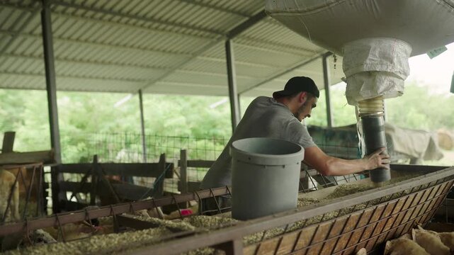 Farmer feeding sheep with grain in a barn. Man working in a livestock breeding facility, pouring fodder into a trough