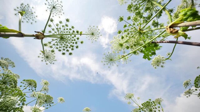 Heracleum flowers reaching to a blue summer sky, low angle view