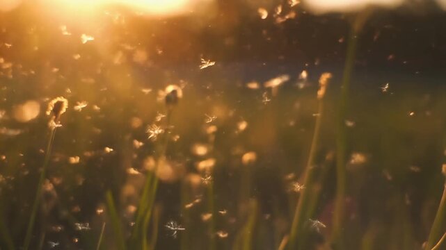 Soft golden light with airborne particles and blurred grass